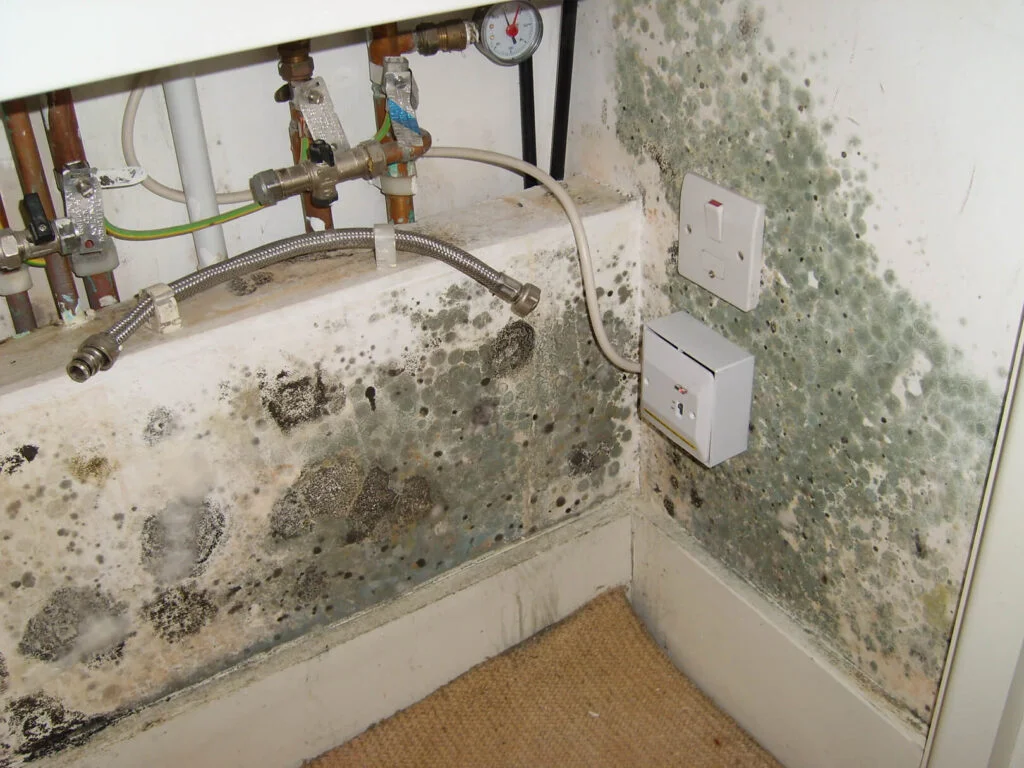 Harbor Hills - Home Mold Remediation